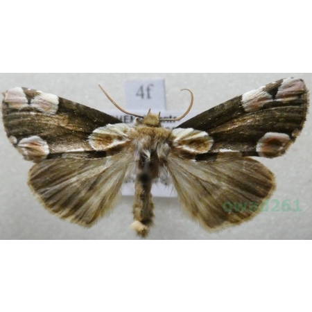 Thyatira batis (Linnaeus, 1758) Plamówka malinówka Czech4f